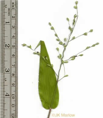 image of Dichanthelium ravenelii, Ravenel's Witchgrass