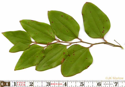 image of Smilax rotundifolia, Common Greenbrier, Common Catbrier, Bullbrier, Horsebrier