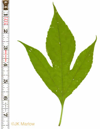 image of Ambrosia trifida var. trifida, Giant Ragweed, Great Ragweed