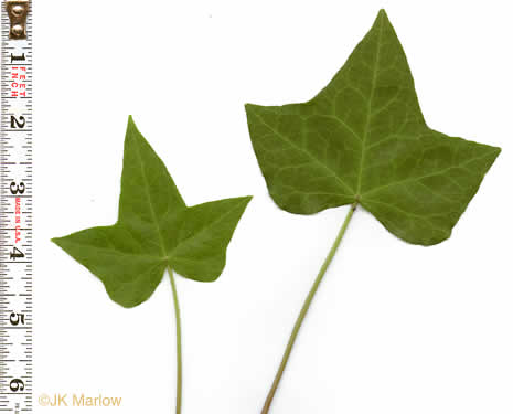 image of Hedera helix var. helix, English Ivy, Common Ivy