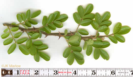leaf or frond of Rosa bracteata, McCartney Rose, Chickasaw Rose
