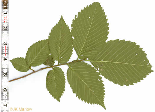 image of Ulmus americana var. americana, American Elm, White Elm