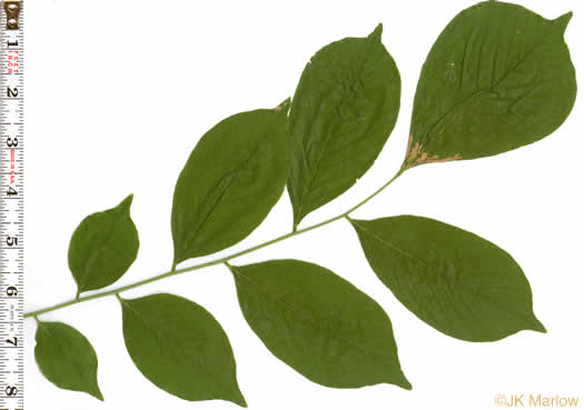 leaf or frond of Cladrastis kentukea, Kentucky Yellowwood, Gopherwood