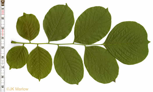 image of Cladrastis kentukea, Kentucky Yellowwood, Gopherwood