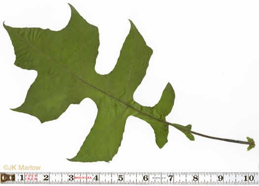 image of Polymnia canadensis, White-flowered Leafcup, Small-flowered Leafcup