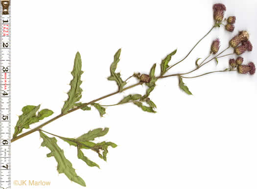 image of Cirsium arvense, Canada Thistle, Field Thistle