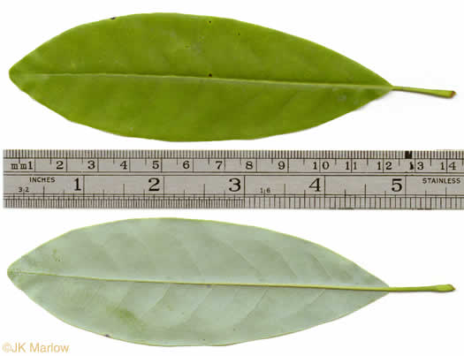 image of Magnolia virginiana +, Sweetbay, Sweetbay Magnolia, Swampbay