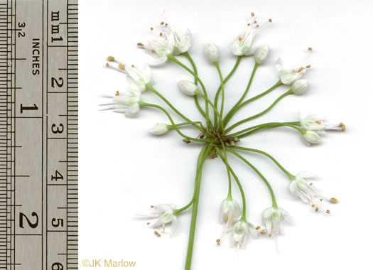 image of Allium cernuum, Nodding Onion, Nodding Wild Onion