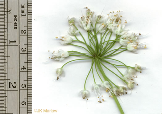 image of Allium cernuum, Nodding Onion, Nodding Wild Onion