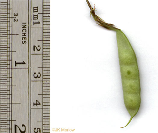 image of Clitoria mariana var. mariana, Butterfly-pea