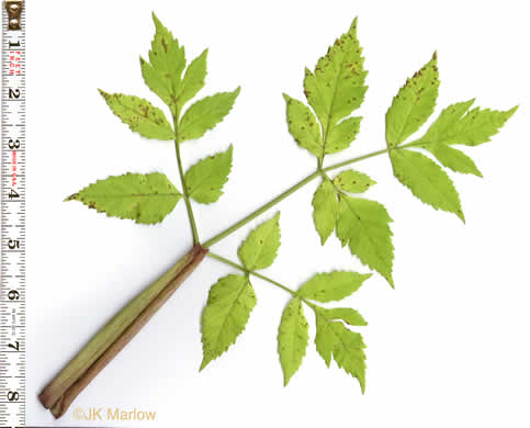 image of Angelica triquinata, Mountain Angelica, Appalachian Angelica, Filmy Angelica