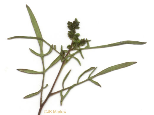 image of Ambrosia species 1, Outcrop Ragweed, Glade Ragweed