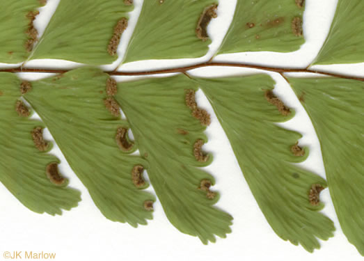 image of Adiantum pedatum, Northern Maidenhair Fern