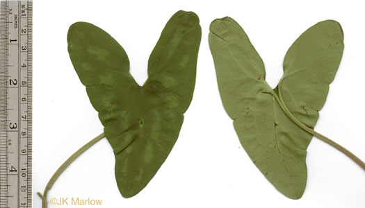 image of Hexastylis arifolia, Little Brown Jug, Arrowhead Heartleaf, Arrowleaf Heartleaf, Pigs