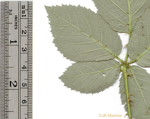 image of Rubus pascuus, Chesapeake Blackberry, Topsy Blackberry