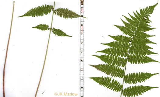 image of Athyrium asplenioides, Southern Lady Fern