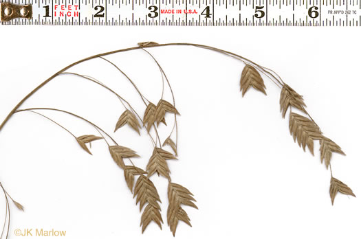 fruit of Chasmanthium latifolium, River Oats, Northern Sea Oats, Fish-on-a-Pole, Indian Woodoats
