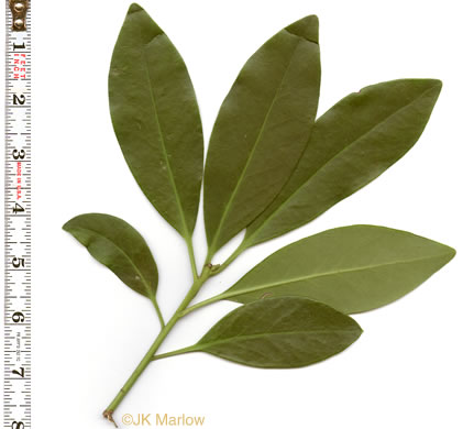 image of Illicium parviflorum, Swamp Star-anise, Yellow Anise-tree, Ocala Anise-tree