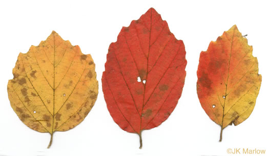 Fothergilla gardenii, Coastal Witch-alder, Pocosin Witch-alder, Dwarf Witch-alder, Fothergilla