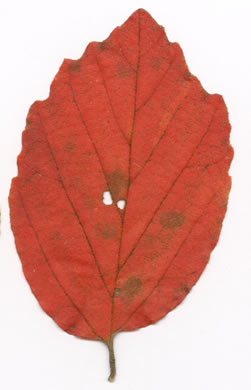 Fothergilla gardenii, Coastal Witch-alder, Pocosin Witch-alder, Dwarf Witch-alder, Fothergilla