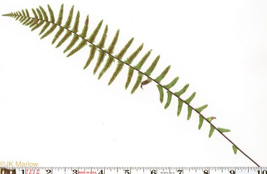 image of Asplenium platyneuron, Ebony Spleenwort