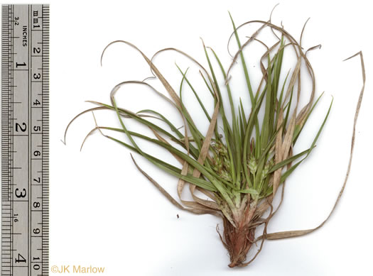 image of Carex umbellata, Parasol Sedge