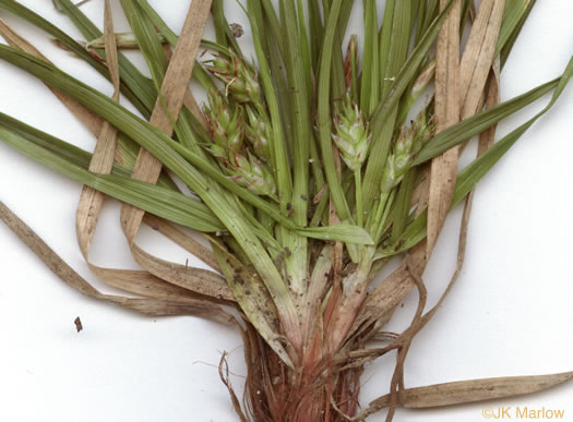 image of Carex umbellata, Parasol Sedge