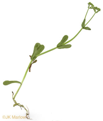 image of Valerianella radiata, Beaked Cornsalad