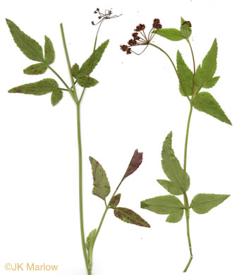 leaf or frond of Thaspium trifoliatum var. trifoliatum, Purple Meadow-parsnip, Woodland Parsnip