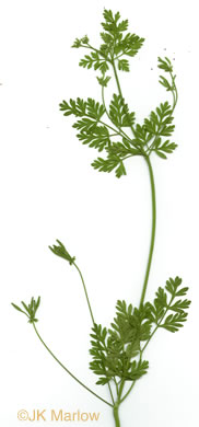 Chaerophyllum tainturieri, Southern Chervil, Wild Chervil, Hairyfruit Chervil