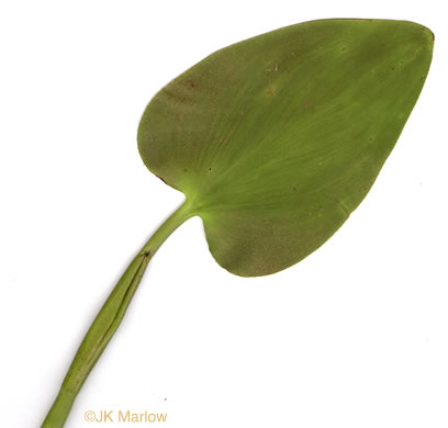 image of Pontederia cordata var. cordata, Heartleaf Pickerelweed, Wampee