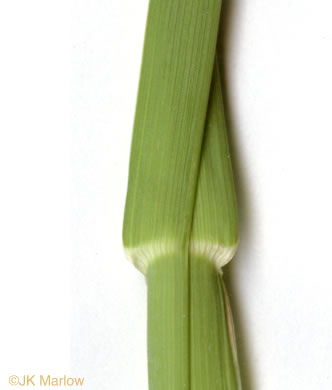 image of Dactylis glomerata, Orchard Grass