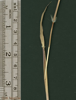 image of Imperata cylindrica, Cogongrass, Bloodroot Grass, Brazilian Satintail