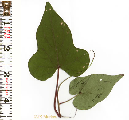 image of Ipomoea pandurata, Manroot, Wild Potato Vine, Man-of-the-earth, Wild Sweet Potato