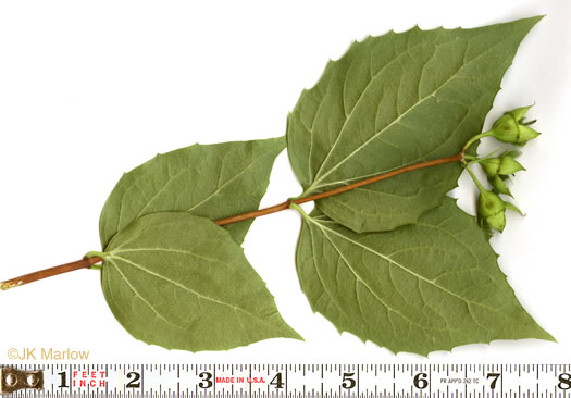 image of Philadelphus inodorus, Appalachian Mock-orange, Scentless Mock-orange