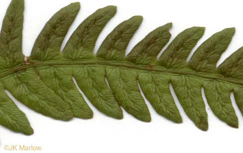 image of Anchistea virginica, Virginia Chain-fern