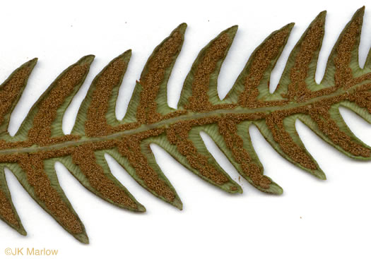 image of Anchistea virginica, Virginia Chain-fern