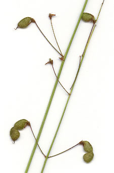 image of Desmodium marilandicum, Smooth Small-leaf Tick-trefoil, Maryland Tick-trefoil