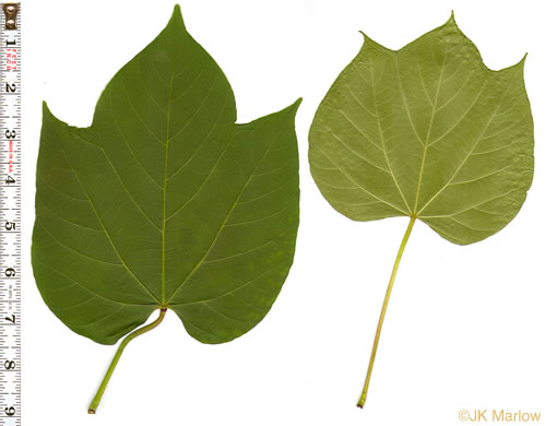 image of Vernicia fordii, Tung-oil Tree