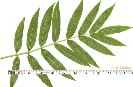 image of Sorbus americana, American Mountain-ash, American Rowan