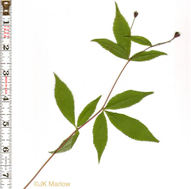 leaf or frond of Gillenia trifoliata, Bowman's Root, Mountain Indian Physic, Fawn's Breath