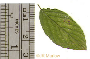 image of Berchemia scandens, Supplejack, American Rattan, Rattan-vine