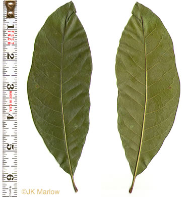 image of Quercus imbricaria, Shingle Oak