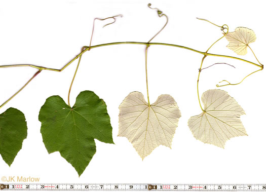 Grape Leaf Chart