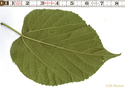 image of Morus rubra, Red Mulberry