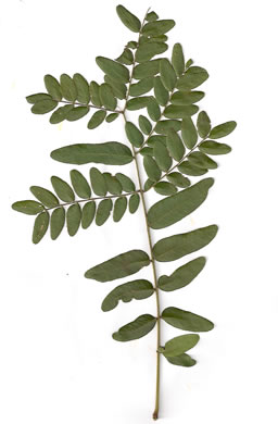 image of Gleditsia triacanthos, Honey Locust