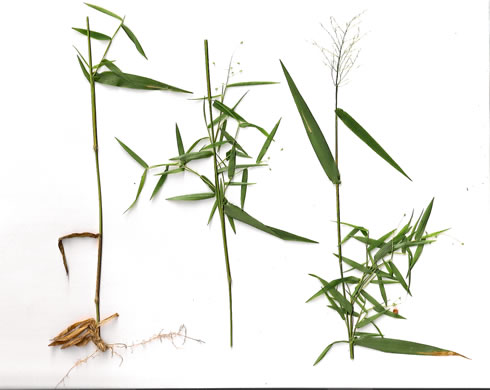 image of Dichanthelium dichotomum var. dichotomum, Forked Witchgrass