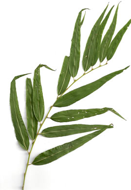 image of Salix nigra, Black Willow