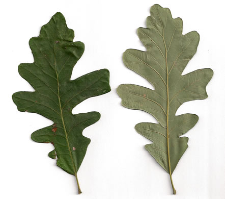 image of Quercus macrocarpa var. macrocarpa, Bur Oak, Mossycup Oak