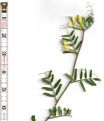 image of Vicia grandiflora, Bigflower Vetch, Large Yellow Vetch